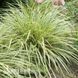 Осока Голдбенд (Carex morrowii Goldband) 20057 фото 2