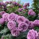 Роза чайно-гибридная Блу Скай Фри (Rosa Blue Sky Free) 50231 фото 2