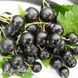 Смородина черная Украинка (Ribes nigrum Ukrainka) 30165 фото 1