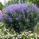 Вітекс священний Меджикал Саммертайм Блюз (Vitex agnus-castus Magical Summertime Blues) 20267 фото 1