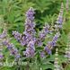 Вітекс священний Меджикал Саммертайм Блюз (Vitex agnus-castus Magical Summertime Blues) 20267 фото 2