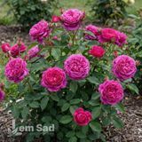 Роза чайно-гибридная Юрианда (Rosa Jurianda) 50247 фото