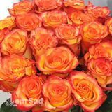 Троянда спрей Оранж Бейбі (Rosa Orange Babyflor) 50317 фото