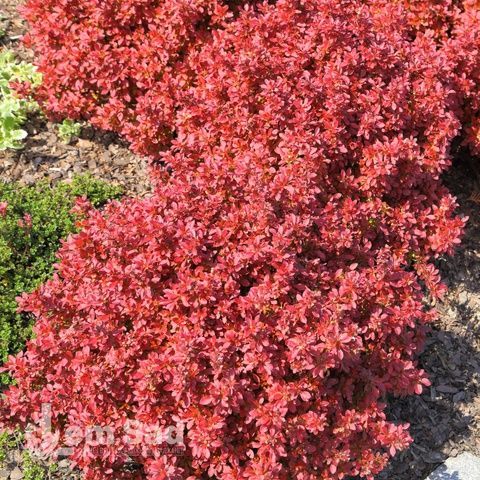 Барбарис Тунберга Рэд Хот Чили (Berberis thunbergii Red Hot Chili) 20164 фото