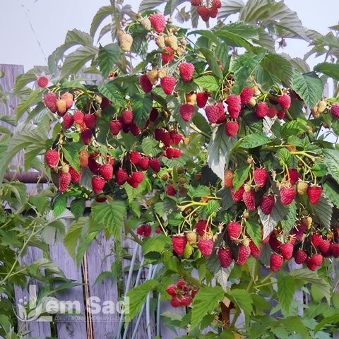 Малинове дерево Геракл (Rubus idaeus Gerakl) 30097 фото