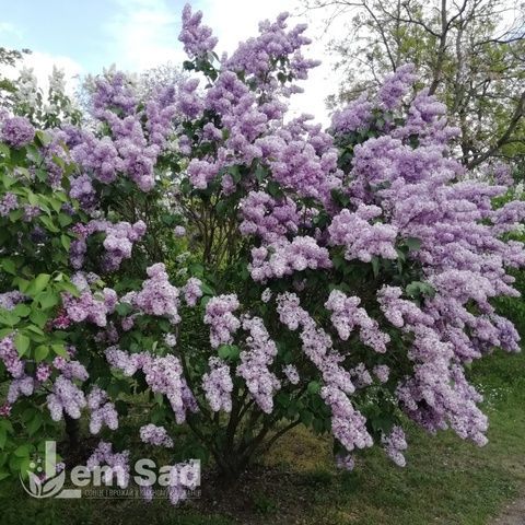 Бузок звичайний Катерина Хавемейєр (Syringa vulgaris Katherine Havemeyer) 20223 фото
