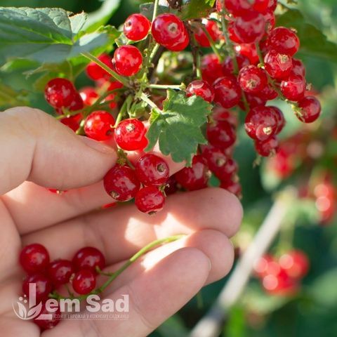 Порічка червона Святкова (Ribes rubrum Svyatkova) 30171 фото