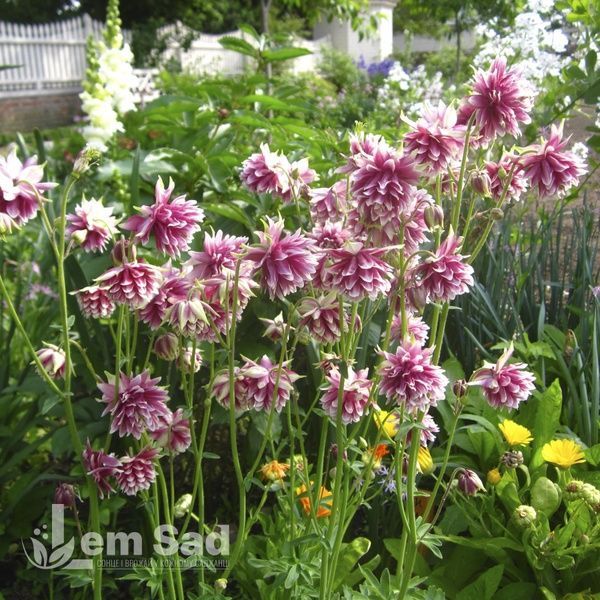 Аквілегія звичайна Нора Барлоу (Aquilegia vulgaris Nora Barlow) 20110 фото