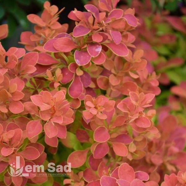 Барбарис Тунберга Рэд Хот Чили (Berberis thunbergii Red Hot Chili) 20164 фото