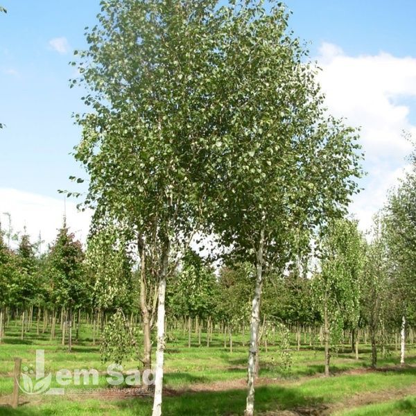 Береза полезная Doorenbos (Betula utilis Doorenbos) 20173 фото