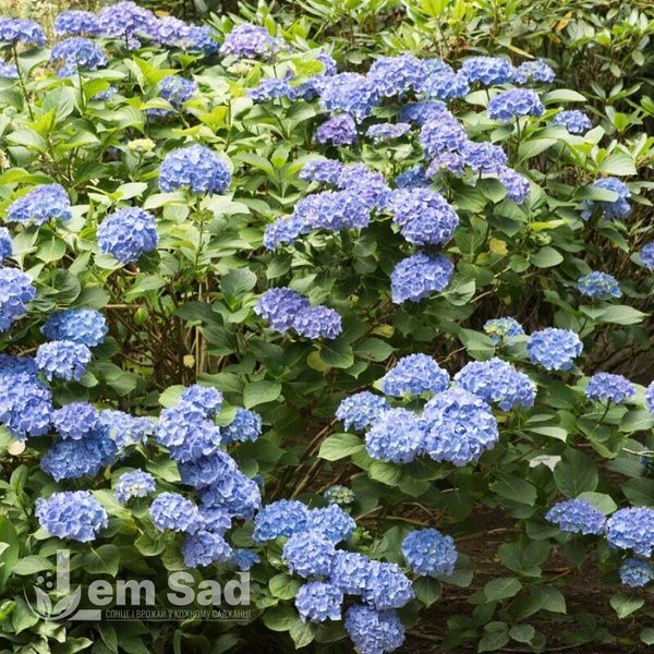 Гортензія великолиста Рената Штайніґер (Hydrangea macrophylla Renate Steiniger) 20363 фото