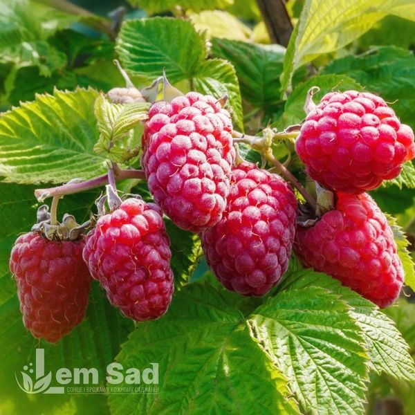Малинове дерево Геракл (Rubus idaeus Gerakl) 30097 фото