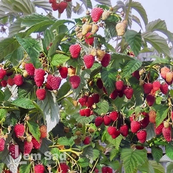 Малинове дерево Геракл (Rubus idaeus Gerakl) 30097 фото