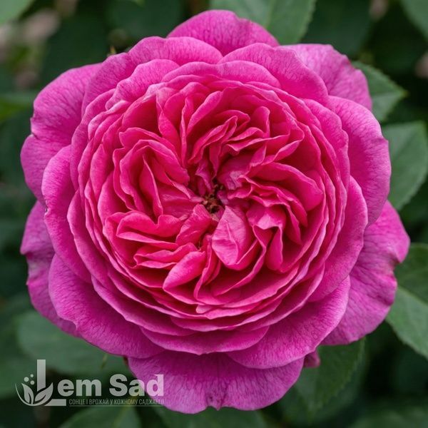 Роза чайно-гибридная Юрианда (Rosa Jurianda) 50247 фото