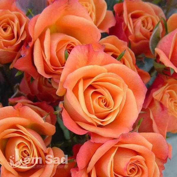 Роза спрей Оранж Бейби (Rosa Orange Babyflor) 50317 фото