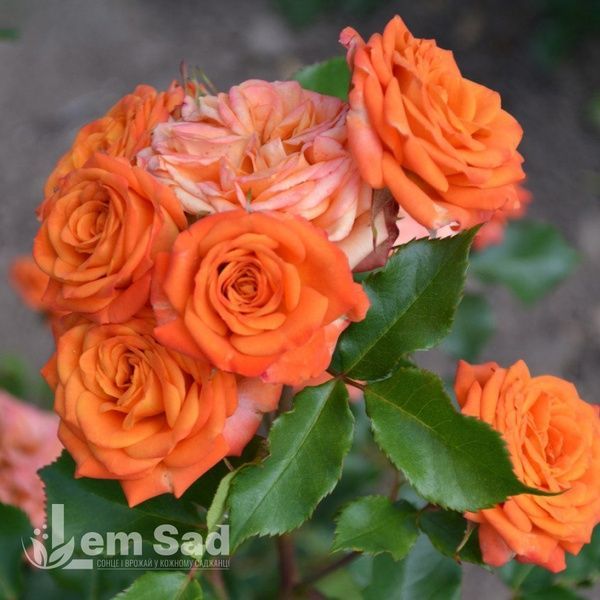Роза спрей Оранж Бейби (Rosa Orange Babyflor) 50317 фото