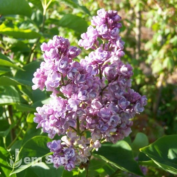 Бузок звичайний Катерина Хавемейєр (Syringa vulgaris Katherine Havemeyer) 20223 фото