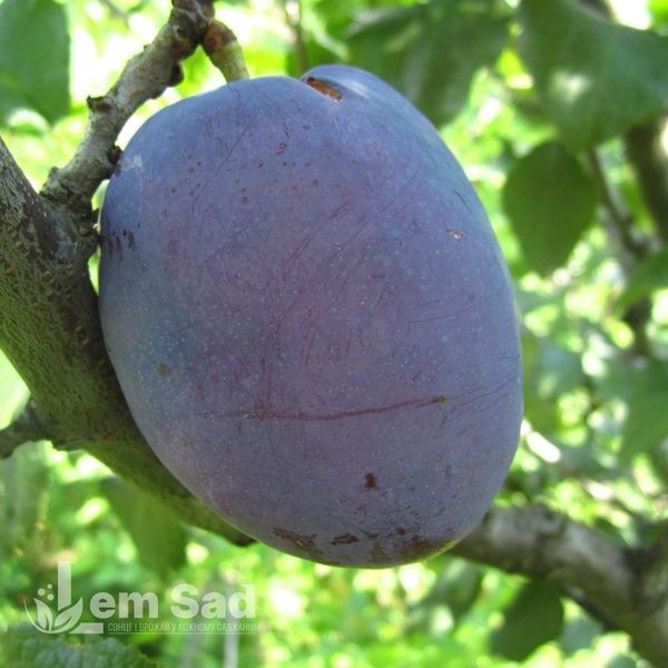 Слива Чачахська 10084 фото