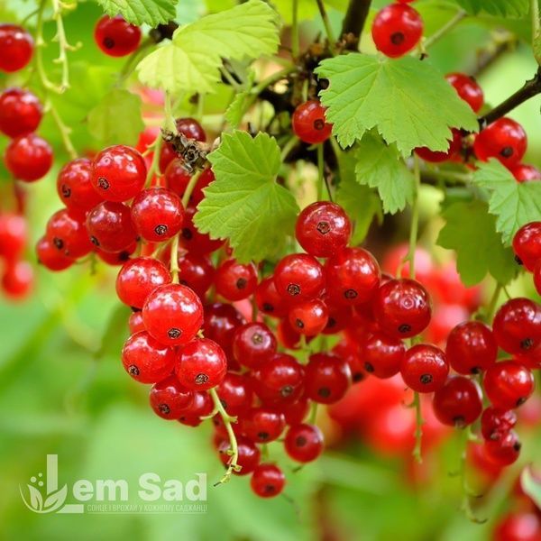 Смородина красная (Поричка) Святкова (Ribes rubrum Svyatkova) 30171 фото