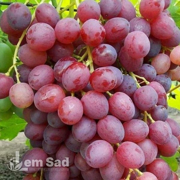 Виноград кишмиш Велес 40011 фото