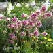 Аквілегія звичайна Нора Барлоу (Aquilegia vulgaris Nora Barlow) 20110 фото 2