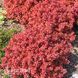 Барбарис Тунберга Рэд Хот Чили (Berberis thunbergii Red Hot Chili) 20164 фото 1