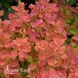 Барбарис Тунберга Рэд Хот Чили (Berberis thunbergii Red Hot Chili) 20164 фото 2