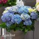 Гортензія великолиста Рената Штайніґер (Hydrangea macrophylla Renate Steiniger) 20363 фото 1