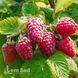 Малинове дерево Геракл (Rubus idaeus Gerakl) 30097 фото 3