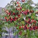 Малинове дерево Геракл (Rubus idaeus Gerakl) 30097 фото 1