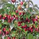 Малинове дерево Геракл (Rubus idaeus Gerakl) 30097 фото 2