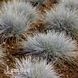 Вівсяниця сиза Айсфогель (Festuca glauca Eisvogel) 20064 фото 2