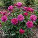 Роза чайно-гибридная Юрианда (Rosa Jurianda) 50247 фото 1