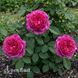 Роза чайно-гибридная Юрианда (Rosa Jurianda) 50247 фото 3