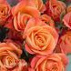 Роза спрей Оранж Бейби (Rosa Orange Babyflor) 50317 фото 3