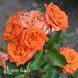 Роза спрей Оранж Бейби (Rosa Orange Babyflor) 50317 фото 2
