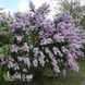 Бузок звичайний Катерина Хавемейєр (Syringa vulgaris Katherine Havemeyer) 20223 фото 1