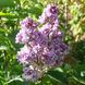 Бузок звичайний Катерина Хавемейєр (Syringa vulgaris Katherine Havemeyer) 20223 фото 2