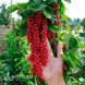 Смородина красная (Поричка) Святкова (Ribes rubrum Svyatkova) 30171 фото 2