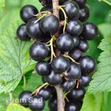Смородина чорна Краса (Ribes nigrum Krasa) 30166 фото