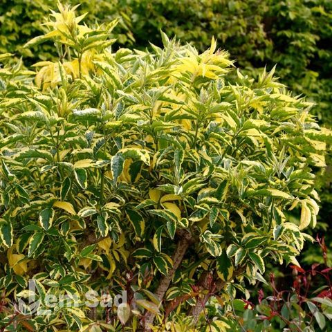 Бузина чорна Варієгата (Sambucus nigra Variegata) 20218 фото