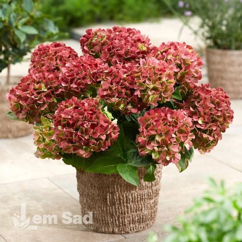 Гортензия крупнолистная Рембрандт Россо Глори (Hydrangea macrophylla Rembrandt Rosso Glory) 20358 фото