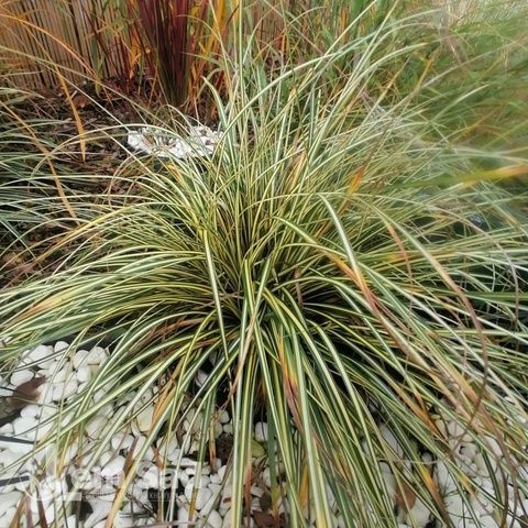 Осока Максі Голд (Carex oshimensis Maxigold) 20058 фото