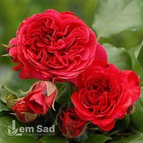 Роза английская Ред Леонардо да Винчи (Rosa Red Leonardo da Vinci) 50268 фото