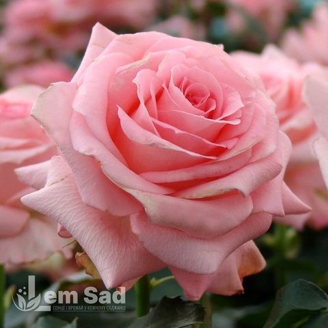 Троянда чайно-гібридна Нобіліс (Rosa Nobilis) 50026 фото