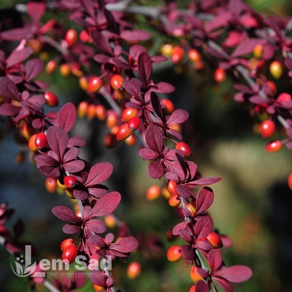 Барбарис Тунберга Марилька (Berberis thunbergii Marylka) 20159 фото