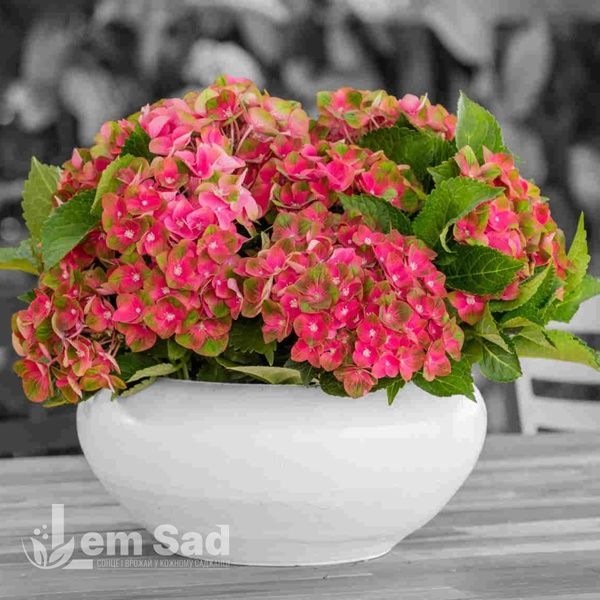 Гортензія великолиста Рембрандт Россо Ґлорі (Hydrangea macrophylla Rembrandt Rosso Glory) 20358 фото