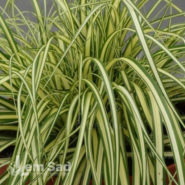 Осока Максі Голд (Carex oshimensis Maxigold) 20058 фото
