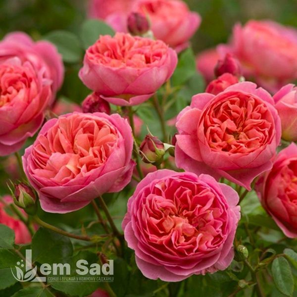 Роза английская Ред Леонардо да Винчи (Rosa Red Leonardo da Vinci) 50268 фото