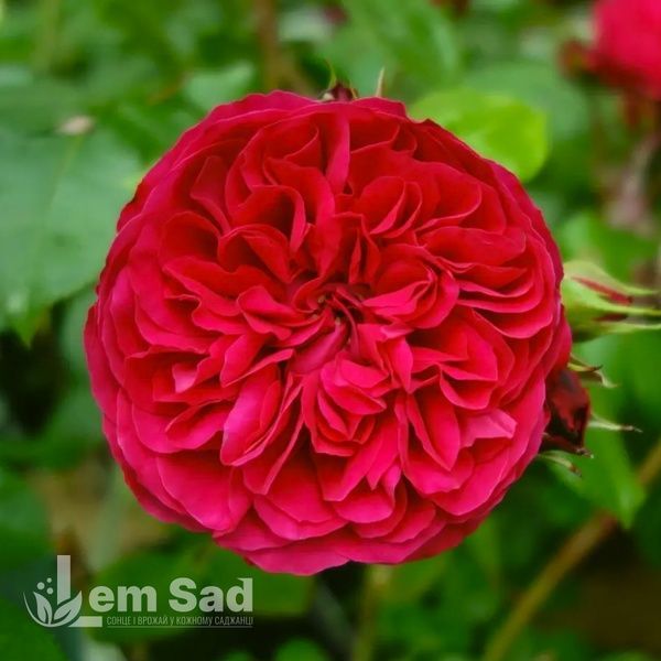 Роза английская Ред Леонардо да Винчи (Rosa Red Leonardo da Vinci) 50268 фото